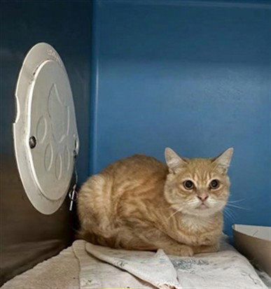 HUERO, Young Domestic Short Hair (medium coat), cat for adoption in Alhambra, California