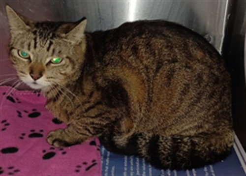 BOOTS, Adult Domestic Short Hair (medium coat), cat for adoption in Alhambra, California