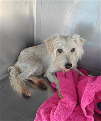 BUTTERCUP, an adoptable Terrier in Baldwin Park, CA