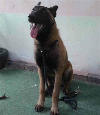 CHARMING, an adoptable Belgian Shepherd Malinois in Baldwin Park, CA