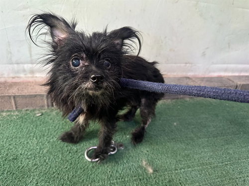 BRATTY GIRL, an adoptable Yorkshire Terrier Yorkie in Baldwin Park, CA