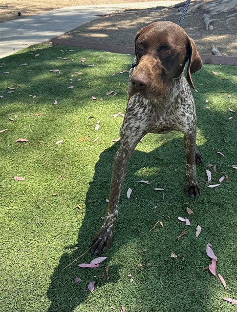 ELLA, an adoptable German Shorthaired Pointer in Baldwin Park, CA