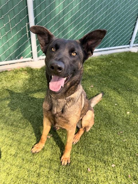 FABIOLLA, an adoptable Belgian Shepherd Malinois in Baldwin Park, CA