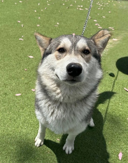 DANTE, an adoptable Alaskan Malamute in Baldwin Park, CA
