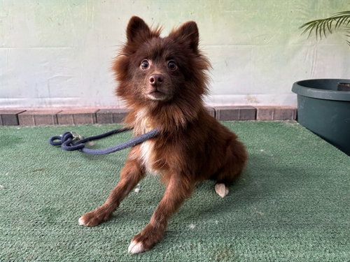 A5773847, an adoptable Pomeranian in Baldwin Park, CA