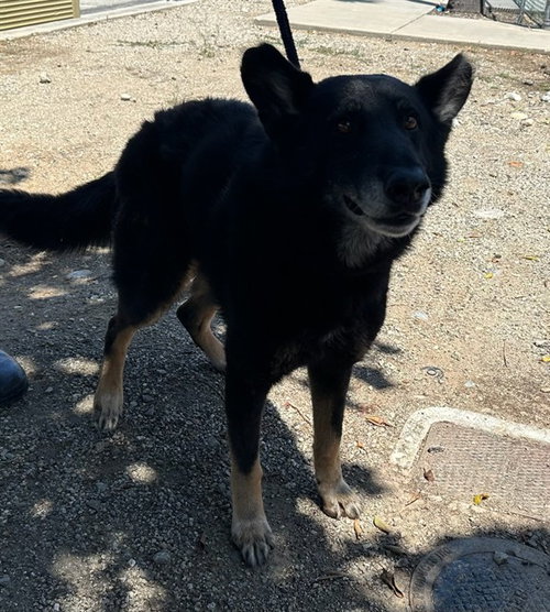 MAX, an adoptable German Shepherd Dog in Baldwin Park, CA