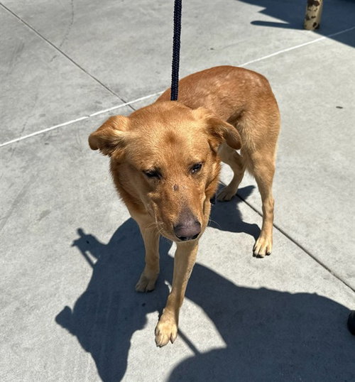 FAT BOY, an adoptable German Shepherd Dog in Baldwin Park, CA