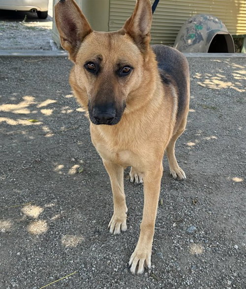 NOLA, an adoptable German Shepherd Dog in Baldwin Park, CA