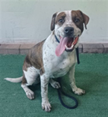 SANDY, an adoptable German Shorthaired Pointer in Baldwin Park, CA