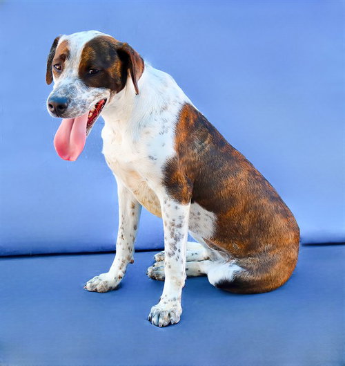 SANDY, an adoptable German Shorthaired Pointer in Baldwin Park, CA