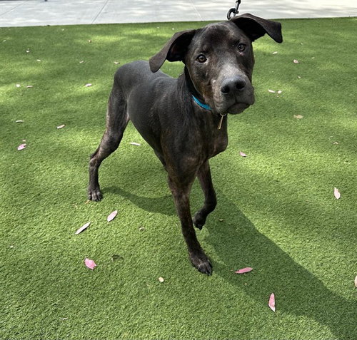 KUMA, an adoptable Plott Hound in Baldwin Park, CA