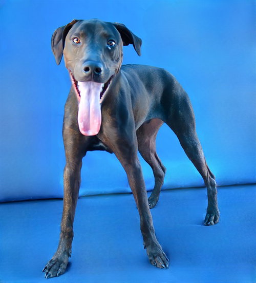 KUMA, an adoptable Plott Hound in Baldwin Park, CA