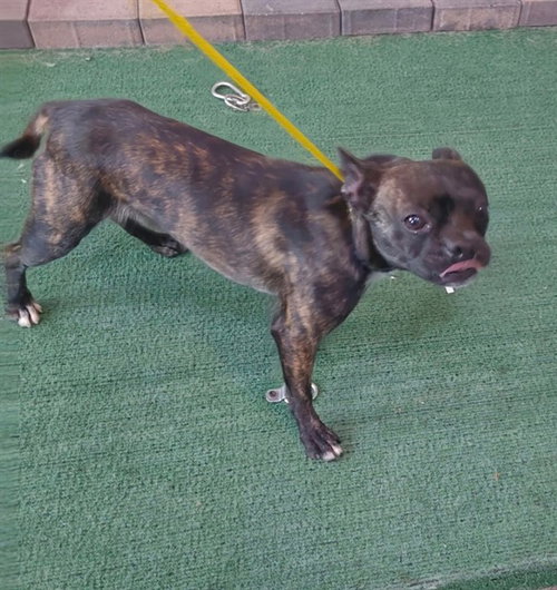A5773228, an adoptable Boston Terrier in Baldwin Park, CA
