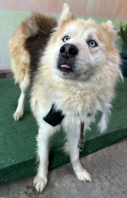 ROCKY, an adoptable Siberian Husky in Baldwin Park, CA