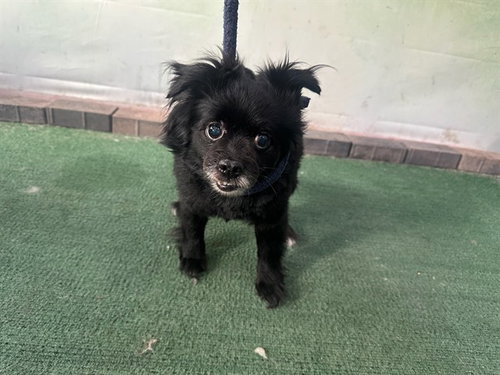 BOO BOO, an adoptable Pomeranian in Baldwin Park, CA