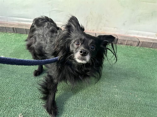 YOGI BEAR, an adoptable Pomeranian in Baldwin Park, CA