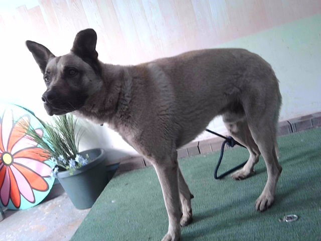 YODA