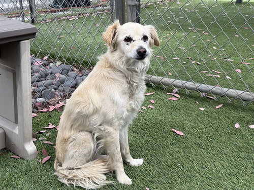 COOKIE, an adoptable Cocker Spaniel in Baldwin Park, CA