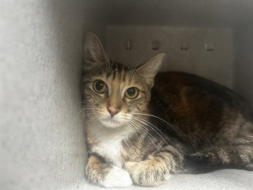 AKIKO, an adoptable Domestic Short Hair in Baldwin Park, CA