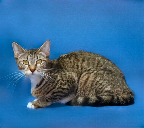 AURELIA, Young Domestic Short Hair / Mixed (medium coat), cat for adoption in Paramount, California