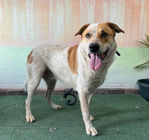 PERCIVAL, an adoptable Akita in Baldwin Park, CA