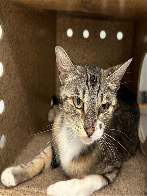 LUNA, an adoptable Domestic Short Hair in Baldwin Park, CA