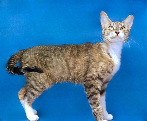 LUNA, Adult Domestic Short Hair (medium coat), cat for adoption in Paramount, California