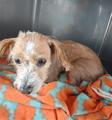 COCO, an adoptable Maltese in Baldwin Park, CA