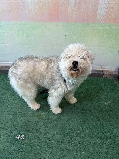 AYLA, an adoptable Schnauzer in Baldwin Park, CA