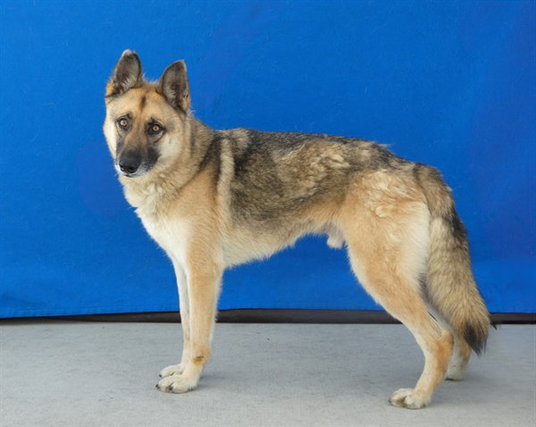 AXEL