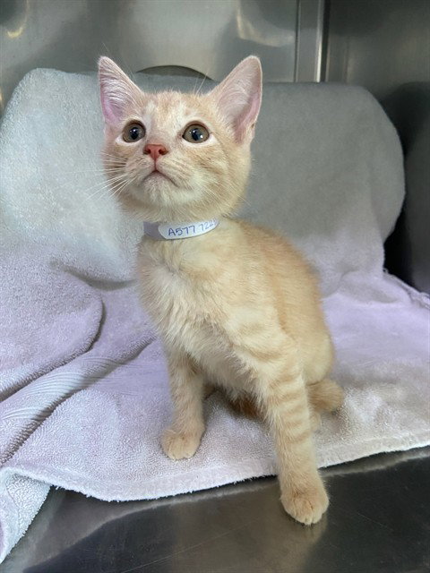 KUMQUAT, an adoptable Domestic Short Hair in Baldwin Park, CA