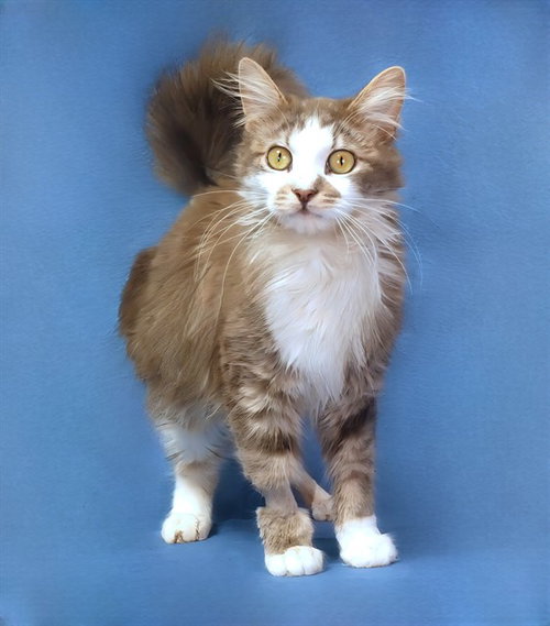 ARIA, Young Domestic Short Hair (medium coat), cat for adoption in Paramount, California