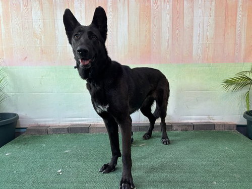 JUNIPER, an adoptable German Shepherd Dog in Baldwin Park, CA