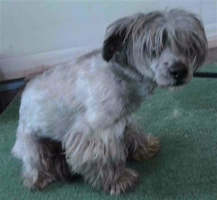 VICTOR, an adoptable Maltese in Baldwin Park, CA