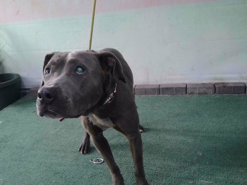 WILLOW, an adoptable Pit Bull Terrier in Baldwin Park, CA