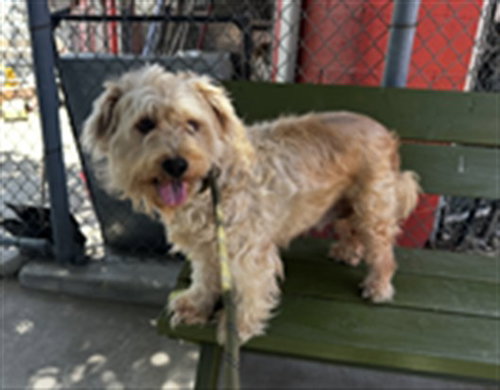 QUEEN, an adoptable Poodle in Baldwin Park, CA