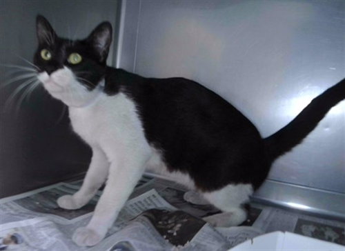 MIMI, Young Domestic Short Hair (medium coat), cat for adoption in Paramount, California