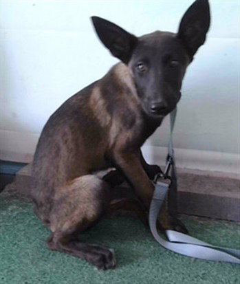 GIDGET, an adoptable Belgian Shepherd Malinois in Baldwin Park, CA