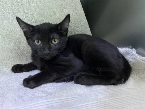 COVEN, Baby Domestic Short Hair / Mixed (medium coat), cat for adoption in Paramount, California