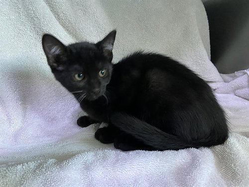 LICORICE, Baby Domestic Short Hair / Mixed (medium coat), cat for adoption in Paramount, California