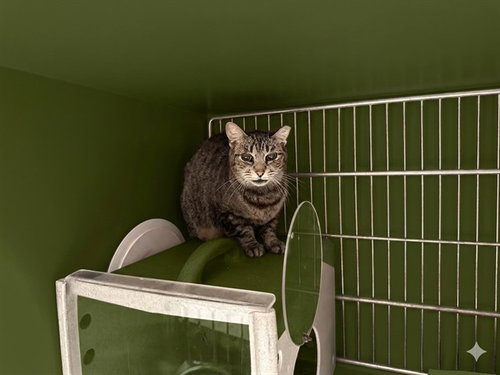 GRANDMOM GOODNESS II, Senior Domestic Short Hair / Mixed (medium coat), cat for adoption in Paramount, California