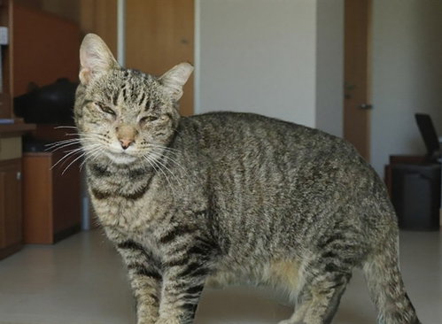 GRANDMOM GOODNESS II, Senior Domestic Short Hair / Mixed (medium coat), cat for adoption in Montclair, California