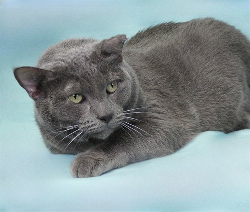 SMOKEY, Adult Domestic Short Hair / Mixed (medium coat), cat for adoption in Paramount, California