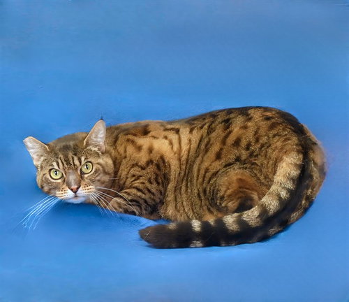 LOLA, Adult Bengal (medium coat), cat for adoption in Paramount, California