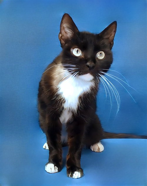 DOMINO, Adult Domestic Short Hair (medium coat), cat for adoption in Paramount, California