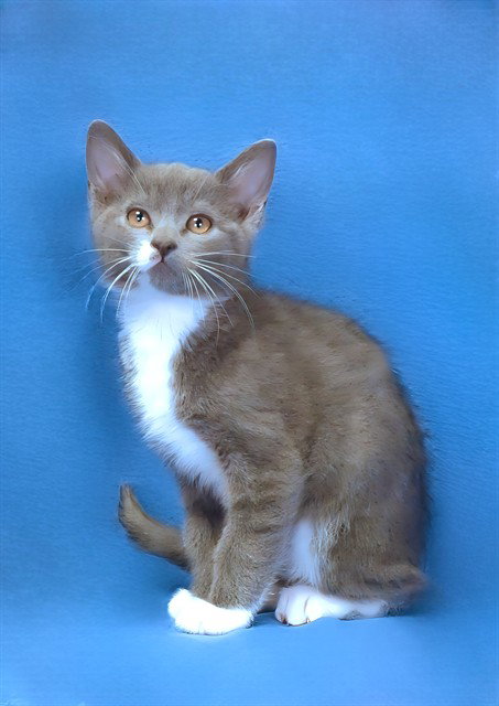 YOGI, Baby Domestic Short Hair (medium coat), cat for adoption in Paramount, California