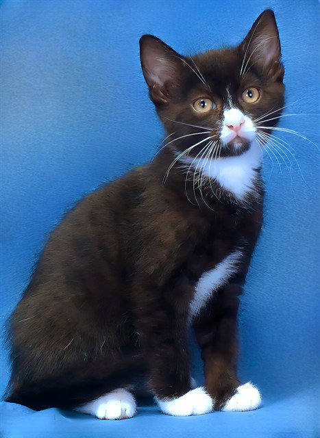 BOOBOO, Baby Domestic Short Hair (medium coat), cat for adoption in Paramount, California