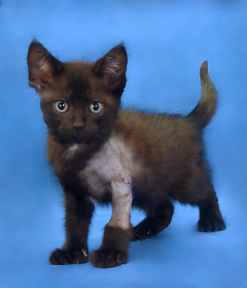 ZIGGY, Baby Domestic Short Hair (medium coat), cat for adoption in Paramount, California