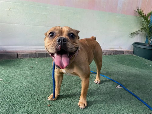 GORDI, an adoptable French Bulldog in Baldwin Park, CA