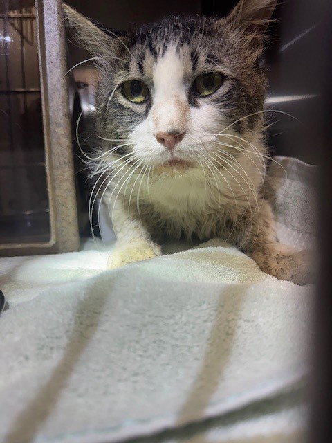 OLIVER, Senior Domestic Short Hair (medium coat), cat for adoption in Diamond Bar, California